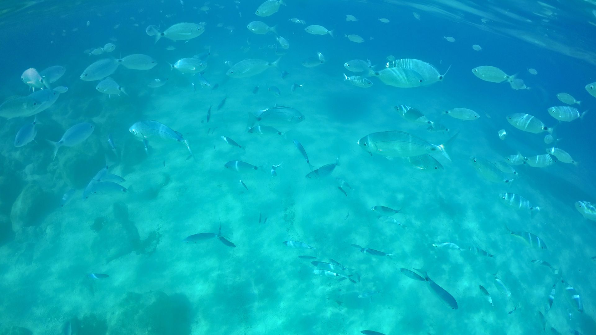 Pesci nel mare della costa est della Sardegna
